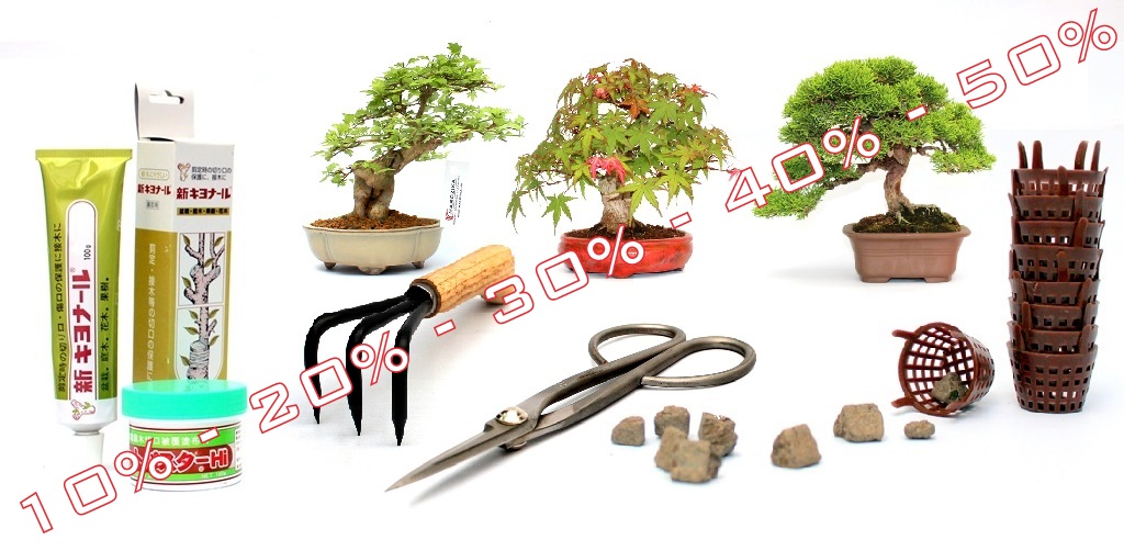akcios bonsai termekek bonsaj sales